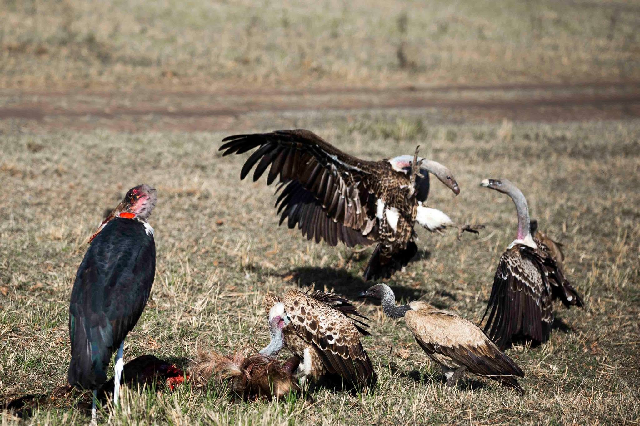 Feast on the Savannah or The Clean-Up Crew